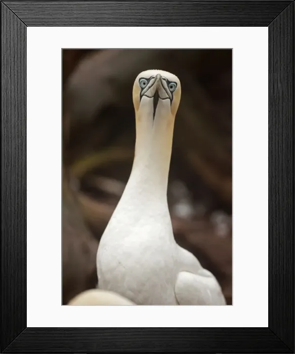 Framed Print : Picture No. 11050021 Framed Print : Picture No. 11050021