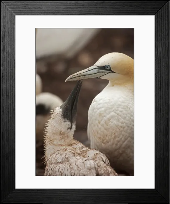 Framed Print : Picture No. 11050022 Framed Print : Picture No. 11050022