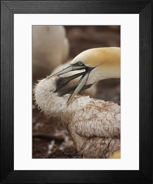 Framed Print : Picture No. 11050023 Framed Print : Picture No. 11050023