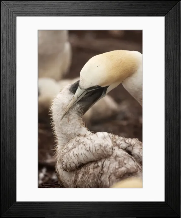 Framed Print : Picture No. 11050024 Framed Print : Picture No. 11050024
