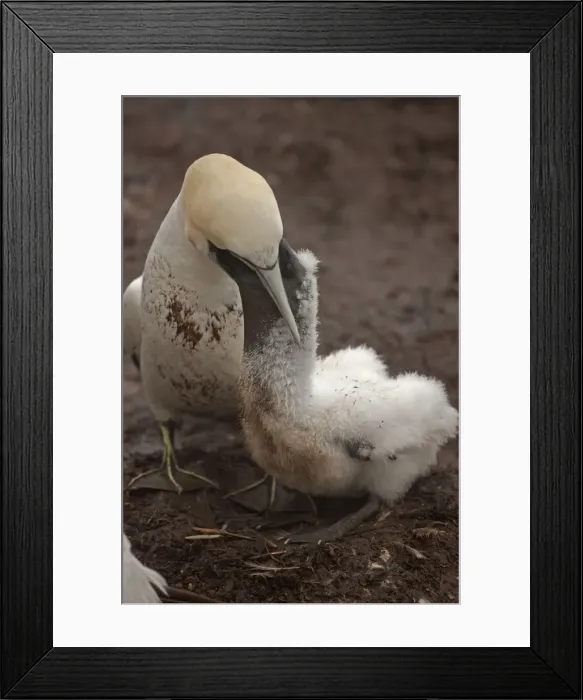 Framed Print : Picture No. 11050025 Framed Print : Picture No. 11050025