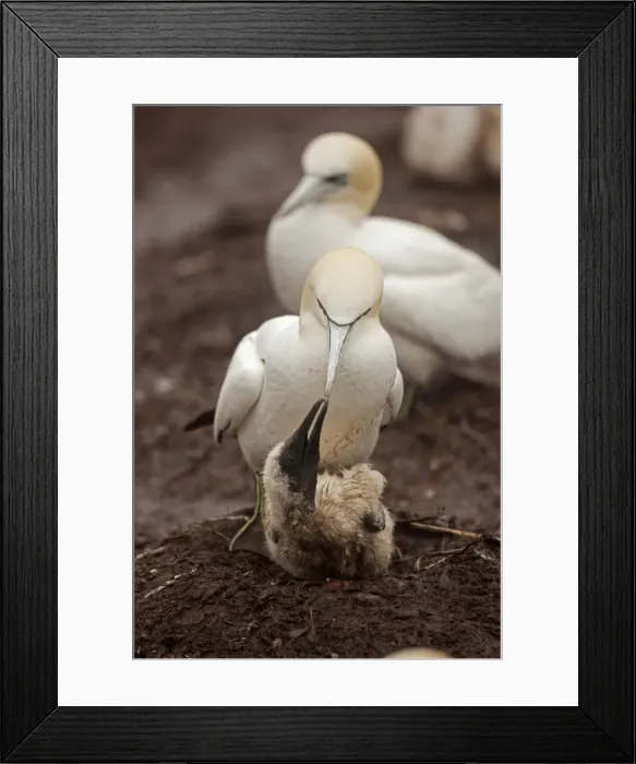 Framed Print : Picture No. 11050026 Framed Print : Picture No. 11050026