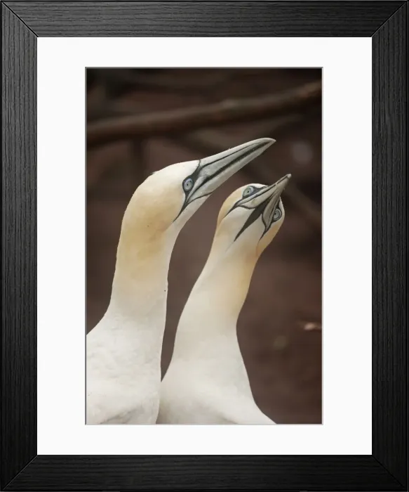 Framed Print : Picture No. 11050027 Framed Print : Picture No. 11050027