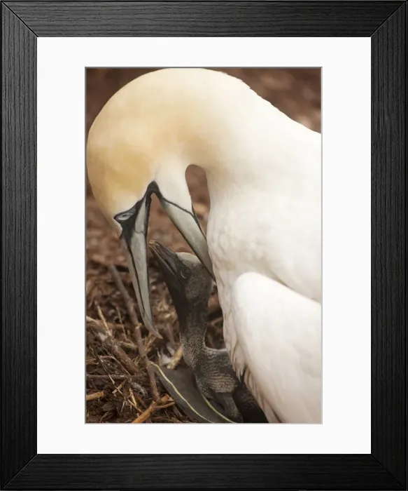 Framed Print : Picture No. 11050029 Framed Print : Picture No. 11050029