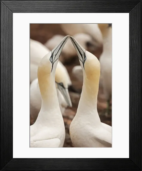 Framed Print : Picture No. 11050028 Framed Print : Picture No. 11050028