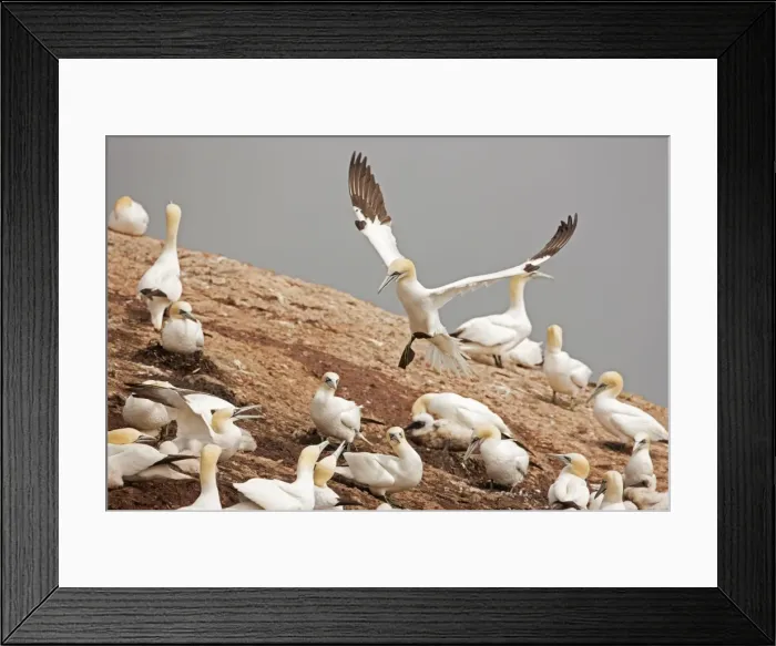 Framed Print : Picture No. 11050030 Framed Print : Picture No. 11050030