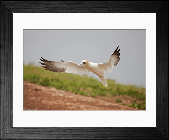 Framed Print : Picture No. 11050033 Framed Print : Picture No. 11050033