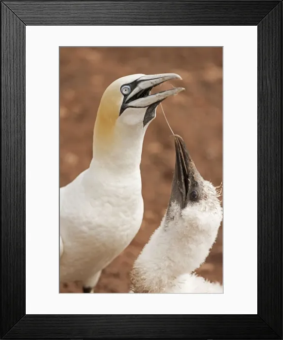Framed Print : Picture No. 11050032 Framed Print : Picture No. 11050032