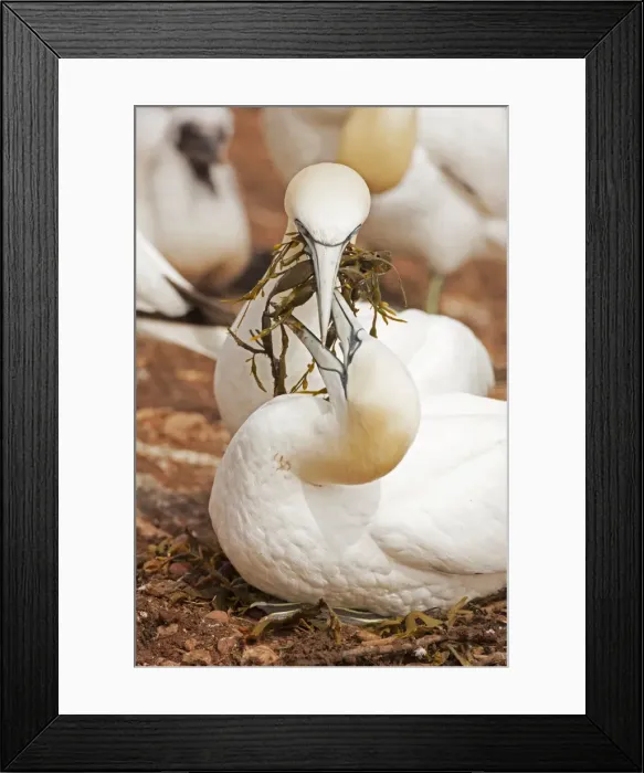 Framed Print : Picture No. 11050034 Framed Print : Picture No. 11050034