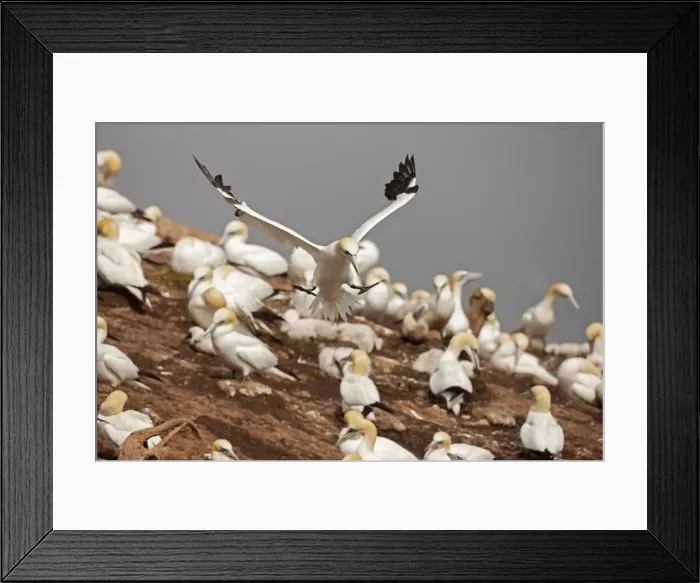 Framed Print : Picture No. 11050035 Framed Print : Picture No. 11050035