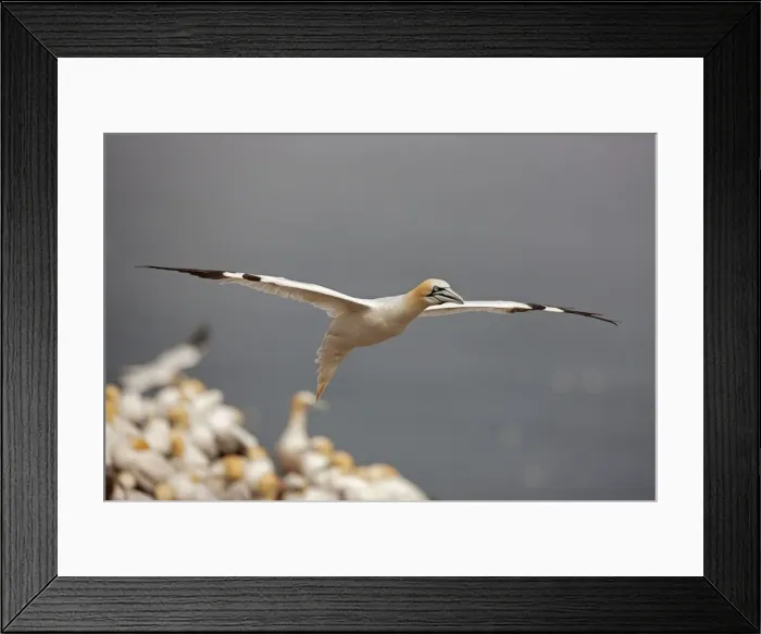 Framed Print : Picture No. 11050036 Framed Print : Picture No. 11050036