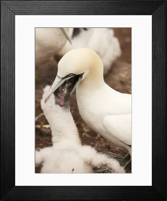 Framed Print : Picture No. 11050037 Framed Print : Picture No. 11050037