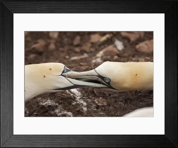 Framed Print : Picture No. 11050038 Framed Print : Picture No. 11050038