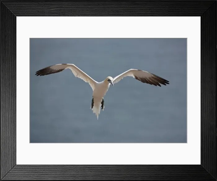 Framed Print : Picture No. 11050039 Framed Print : Picture No. 11050039