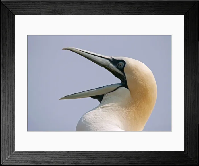 Framed Print : Picture No. 11050040 Framed Print : Picture No. 11050040