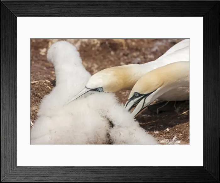 Framed Print : Picture No. 11050041 Framed Print : Picture No. 11050041