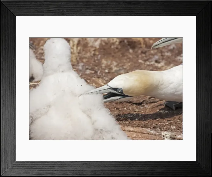 Framed Print : Picture No. 11050042 Framed Print : Picture No. 11050042