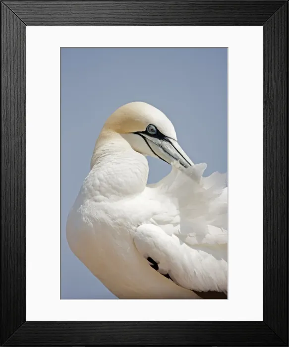 Framed Print : Picture No. 11050043 Framed Print : Picture No. 11050043
