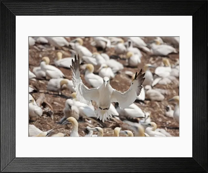 Framed Print : Picture No. 11050044 Framed Print : Picture No. 11050044