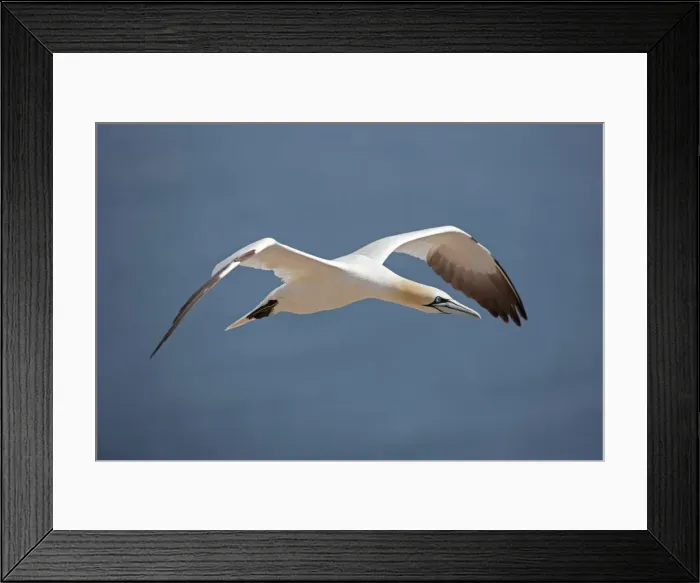 Framed Print : Picture No. 11050045 Framed Print : Picture No. 11050045