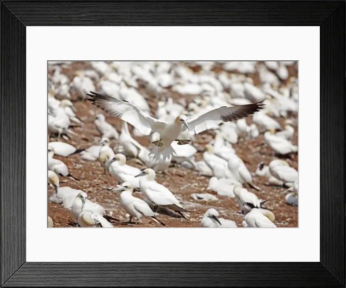 Framed Print : Picture No. 11050046 Framed Print : Picture No. 11050046