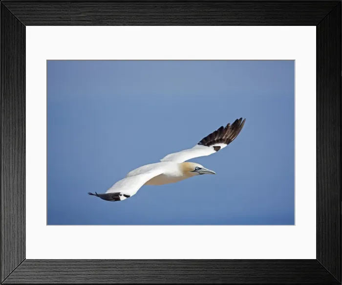 Framed Print : Picture No. 11050047 Framed Print : Picture No. 11050047