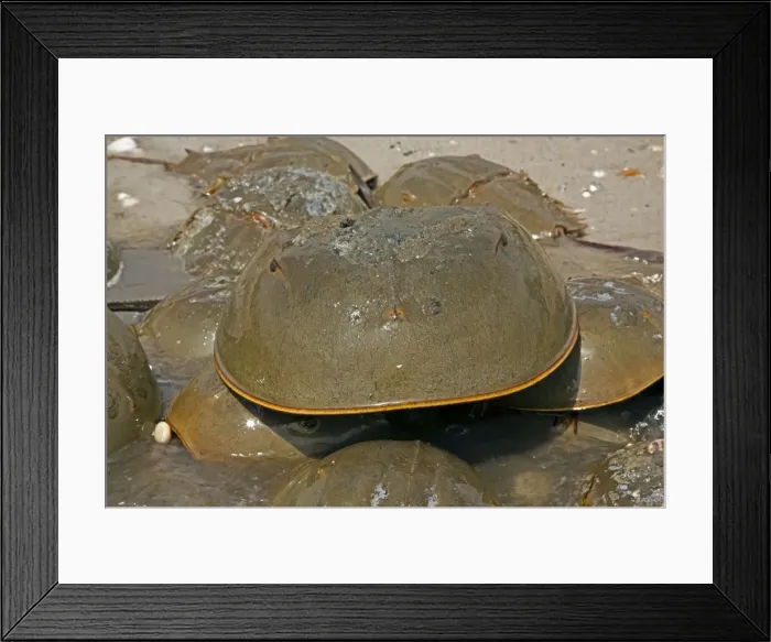 Framed Print : Picture No. 11050050 Framed Print : Picture No. 11050050