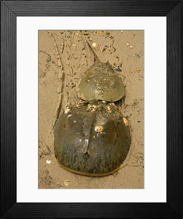 Framed Print : Picture No. 11050051 Framed Print : Picture No. 11050051
