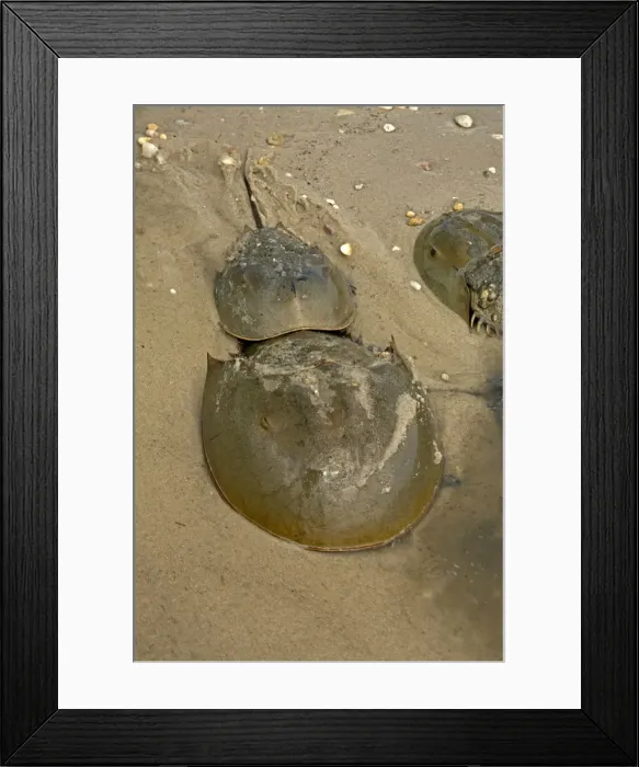 Framed Print : Picture No. 11050052 Framed Print : Picture No. 11050052