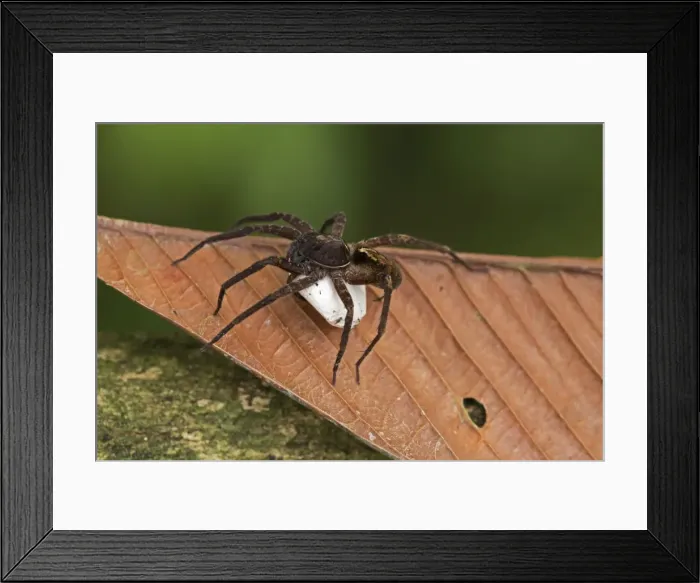 Framed Print : Picture No. 11050053 Framed Print : Picture No. 11050053