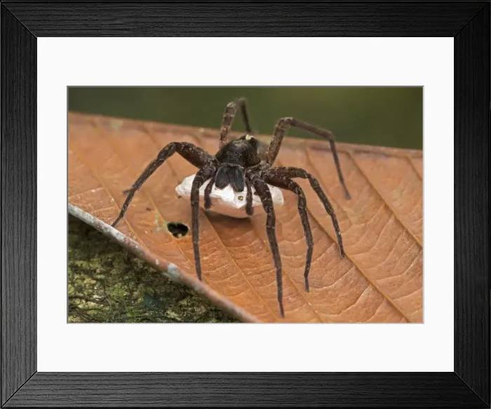 Framed Print : Picture No. 11050054 Framed Print : Picture No. 11050054