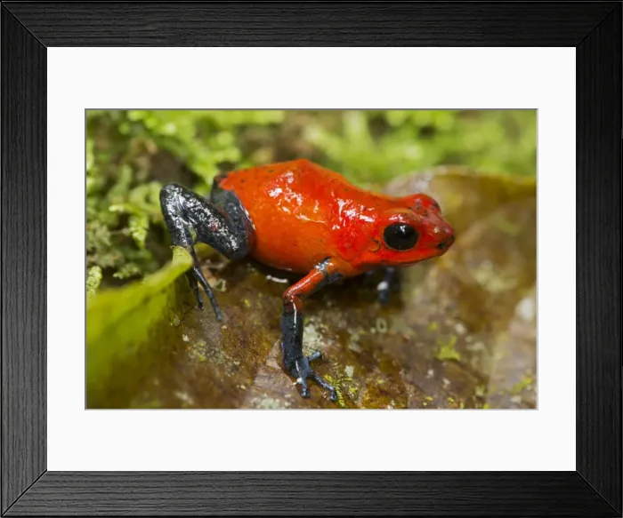 Framed Print : Picture No. 11050055 Framed Print : Picture No. 11050055