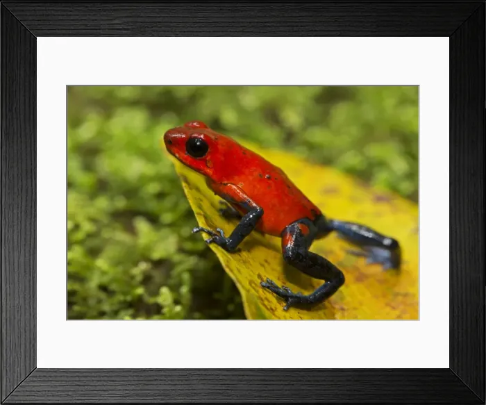 Framed Print : Picture No. 11050057 Framed Print : Picture No. 11050057