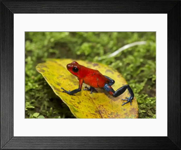 Framed Print : Picture No. 11050058 Framed Print : Picture No. 11050058