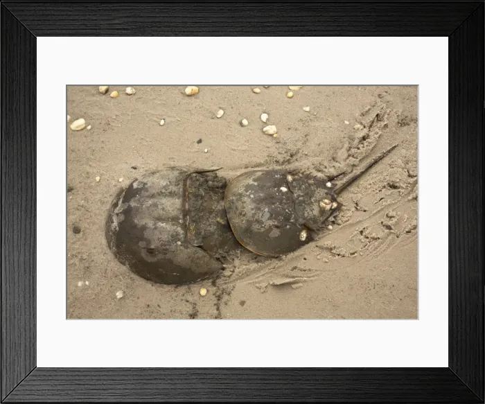 Framed Print : Picture No. 11050059 Framed Print : Picture No. 11050059