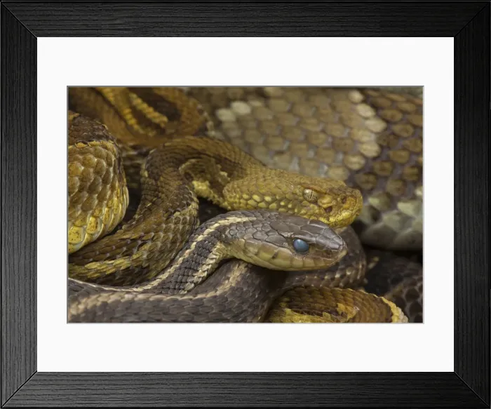 Framed Print : Picture No. 11050060 Framed Print : Picture No. 11050060