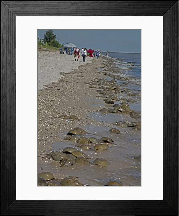 Framed Print : Picture No. 11050061 Framed Print : Picture No. 11050061
