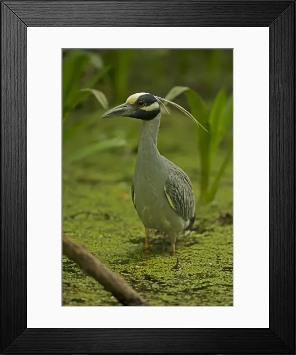 Framed Print : Picture No. 11050062 Framed Print : Picture No. 11050062