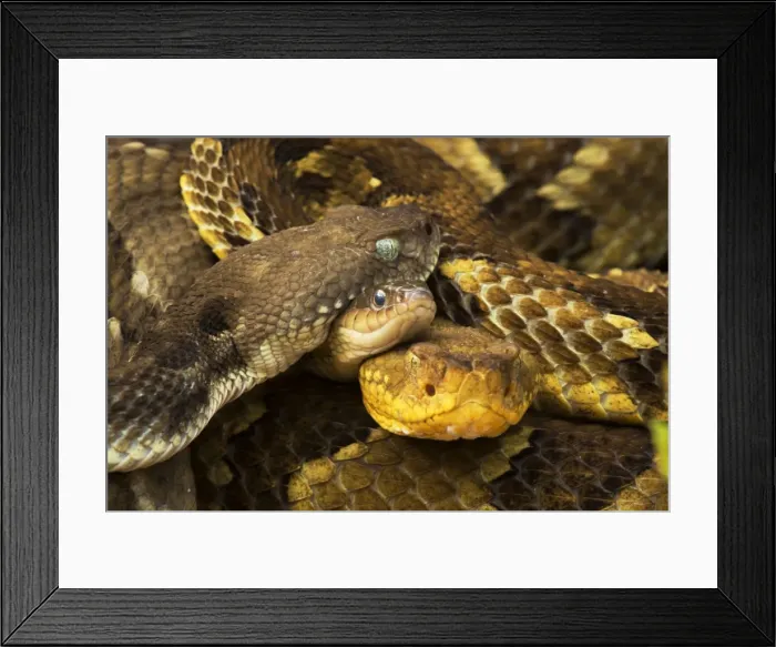 Framed Print : Picture No. 11050063 Framed Print : Picture No. 11050063