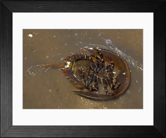 Framed Print : Picture No. 11050064 Framed Print : Picture No. 11050064