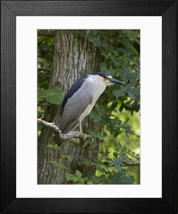 Framed Print : Picture No. 11050065 Framed Print : Picture No. 11050065