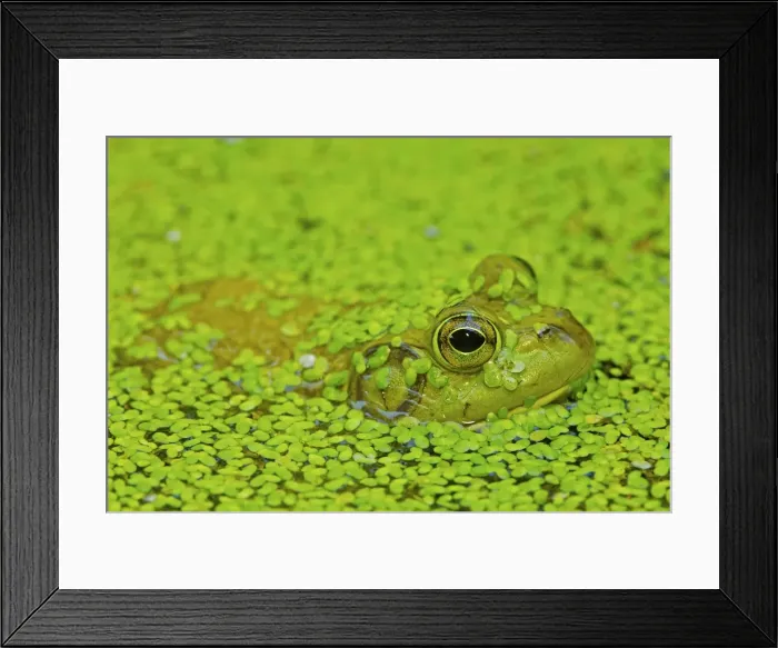 Framed Print : Picture No. 11050066 Framed Print : Picture No. 11050066