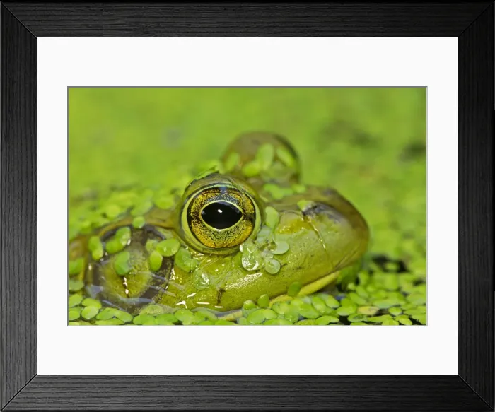Framed Print : Picture No. 11050067 Framed Print : Picture No. 11050067