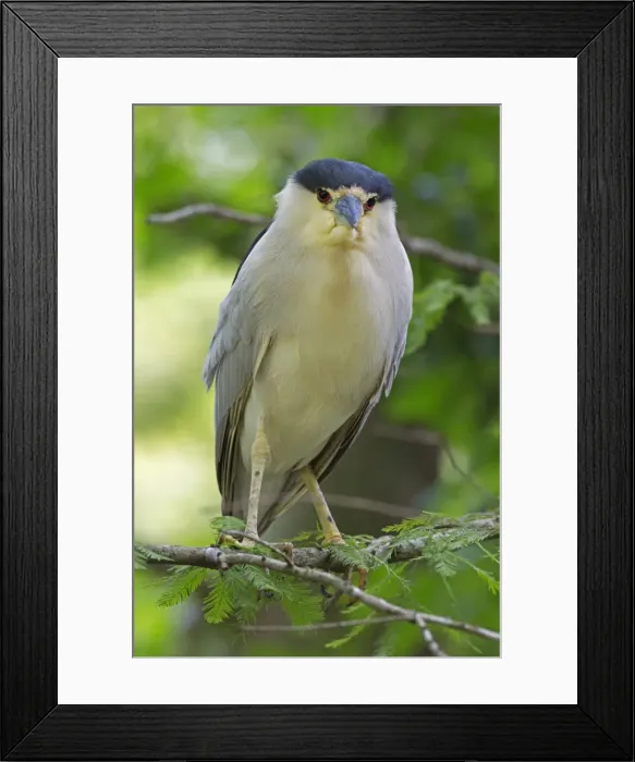 Framed Print : Picture No. 11050068 Framed Print : Picture No. 11050068