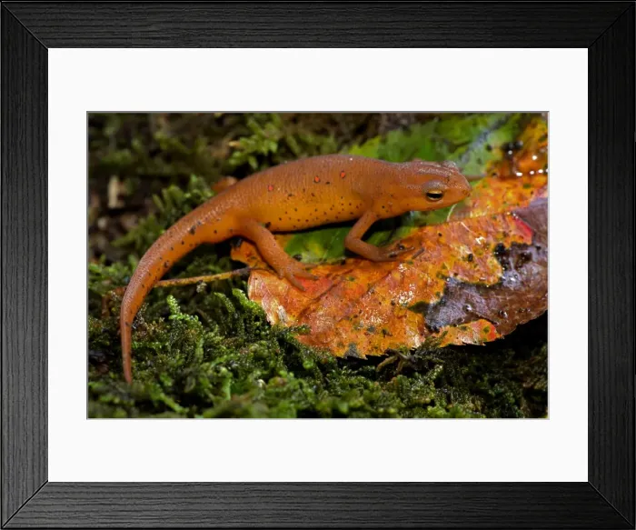 Framed Print : Picture No. 11050069 Framed Print : Picture No. 11050069