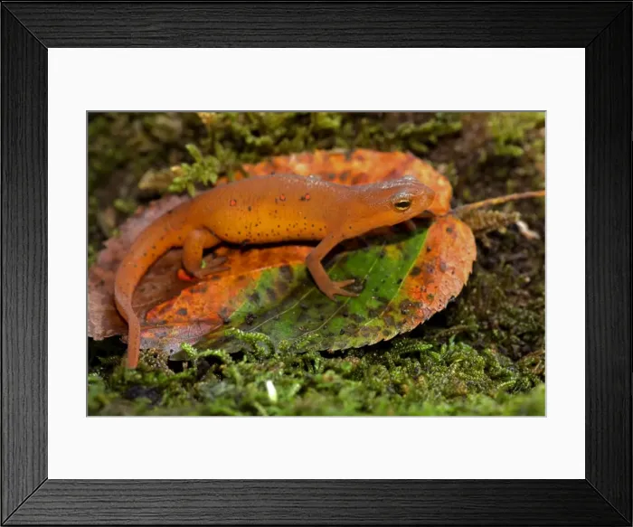 Framed Print : Picture No. 11050070 Framed Print : Picture No. 11050070