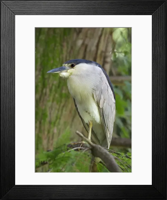 Framed Print : Picture No. 11050071 Framed Print : Picture No. 11050071