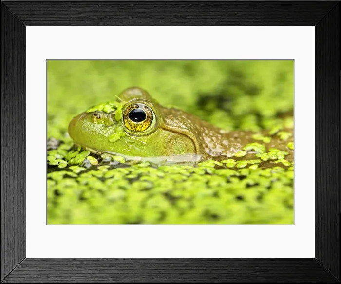 Framed Print : Picture No. 11050072 Framed Print : Picture No. 11050072