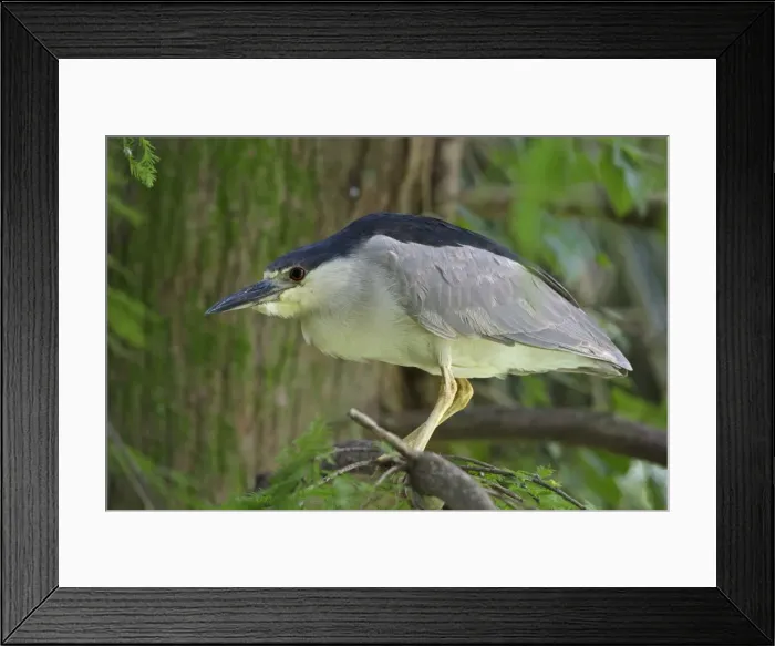 Framed Print : Picture No. 11050073 Framed Print : Picture No. 11050073