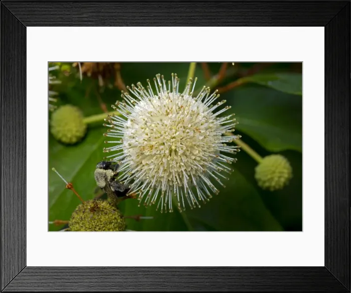 Framed Print : Picture No. 11050074 Framed Print : Picture No. 11050074